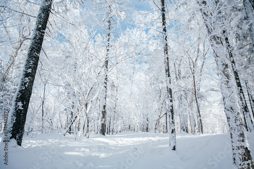 Harbin, China - January 8th, 2024: 

Snow-covered pine forest corner next to a small village in Harbin, China