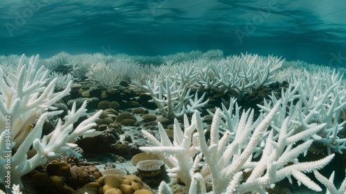 Fototapeta Naklejka Na Ścianę i Meble -  Close-up of a coral reef bleached and dying due to rising sea temperatures caused by global warming.