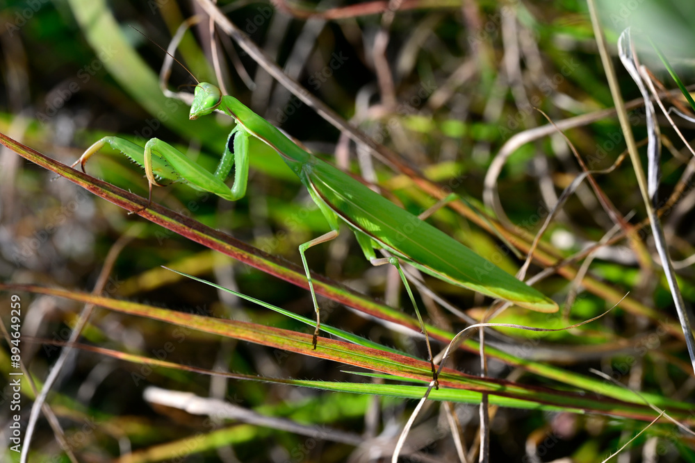 Europäische Gottesanbeterin // European mantis (Mantis religiosa) - Pajiștile lui Suciu, Transsilvanien, Rumänien Europäische Gottesanbeterin // European mantis (Mantis religiosa) - Pajiștile lui Suciu, Transsilvanien, Rumänien