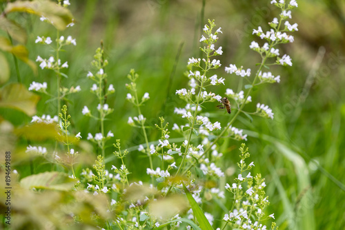 A plant (calamintha nepeta, calamint) with white flowers in the grass and one bee. photo