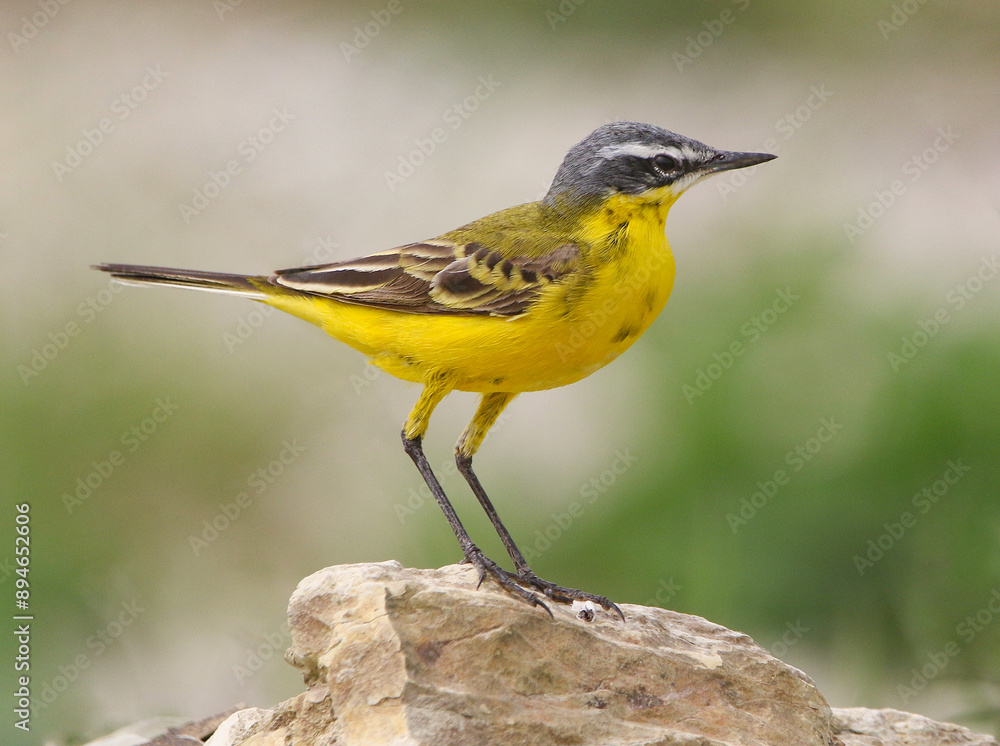 Yellow Wagtail
