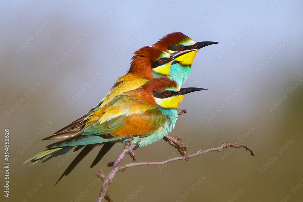 European Bee-eater