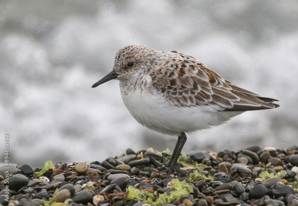 Sanderling