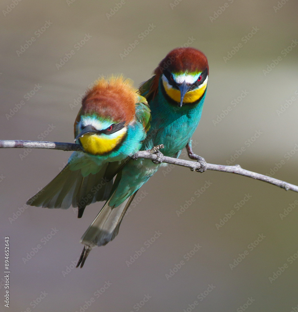 European Bee-eater