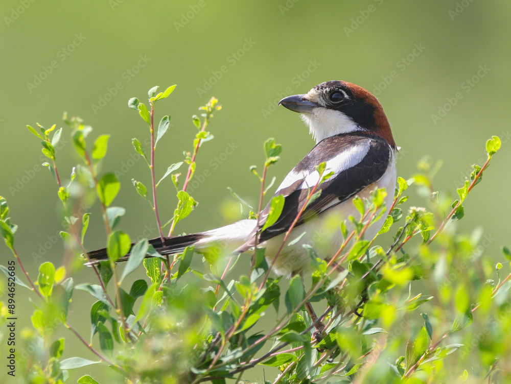 Woodchat Shrike..