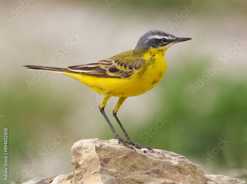 Obraz na płótnie Yellow Wagtail w salonie