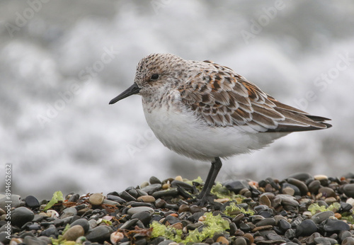 Obraz na płótnie Sanderling w salonie