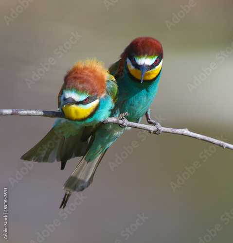 Obraz na płótnie European Bee-eater w salonie