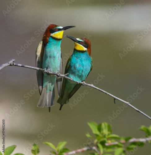 European Bee-eater