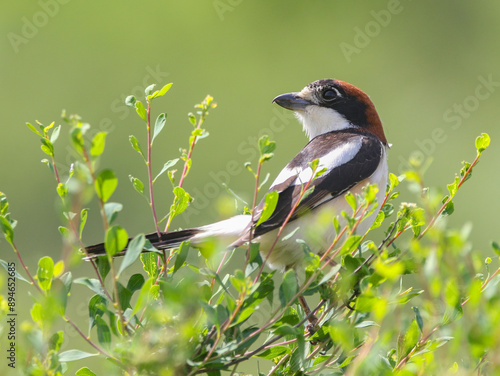 Woodchat Shrike.. photo