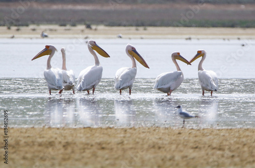 Obraz na płótnie Great White Pelican w salonie