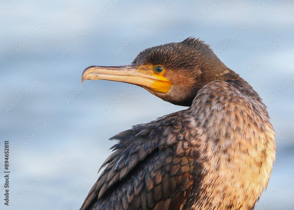 Great Cormorant