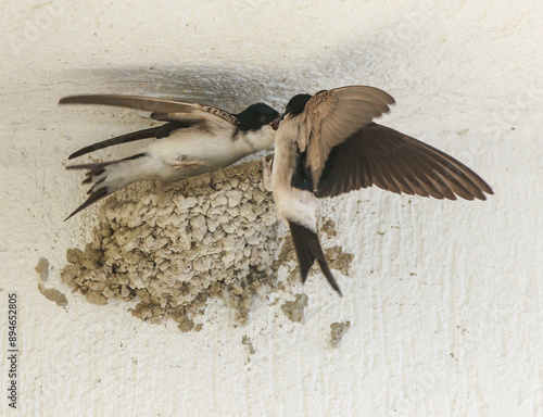 Obraz na płótnie Northern House Martin w salonie