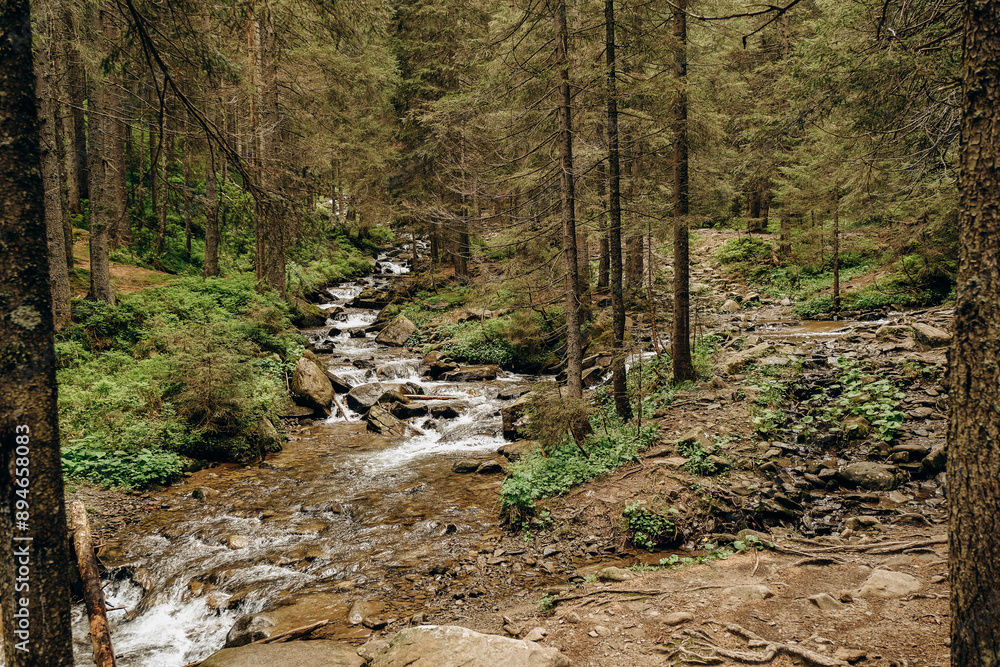 A clear mountain stream flows in a coniferous forest in spring. A clear mountain stream flows in a coniferous forest in spring.