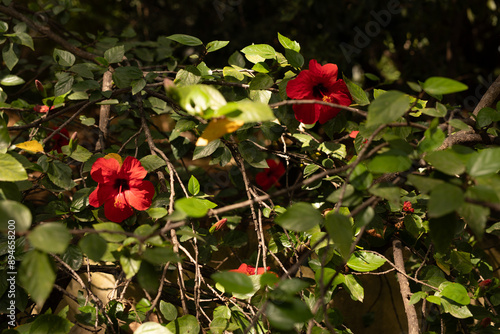 A vibrant red hibiscus flow...