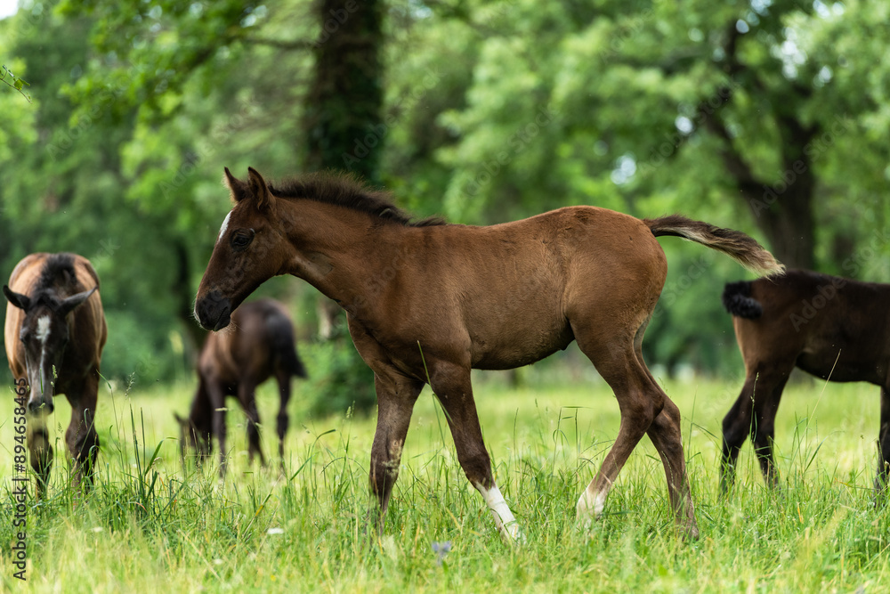 Beautiful Lipizzan Horses Grazing in the Serene Lipica Stud Farm, Slovenia Beautiful Lipizzan Horses Grazing in the Serene Lipica Stud Farm, Slovenia