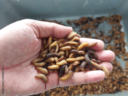 BSF maggots on hand. Maggots are larvae of black soldier fly. Maggots are very useful for recycling organic waste. Also can be used for fish and poultry feed