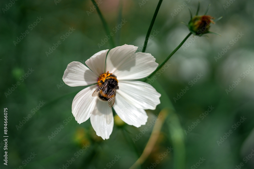 Cosmos flower is white in the garden in closeup. A bumblebee is sitting on a beautiful flowering plant in a flower bed in the park