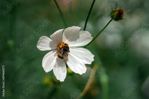 Obraz na płótnie Cosmos flower is white in the garden in closeup. A bumblebee is sitting on a beautiful flowering plant in a flower bed in the park w salonie