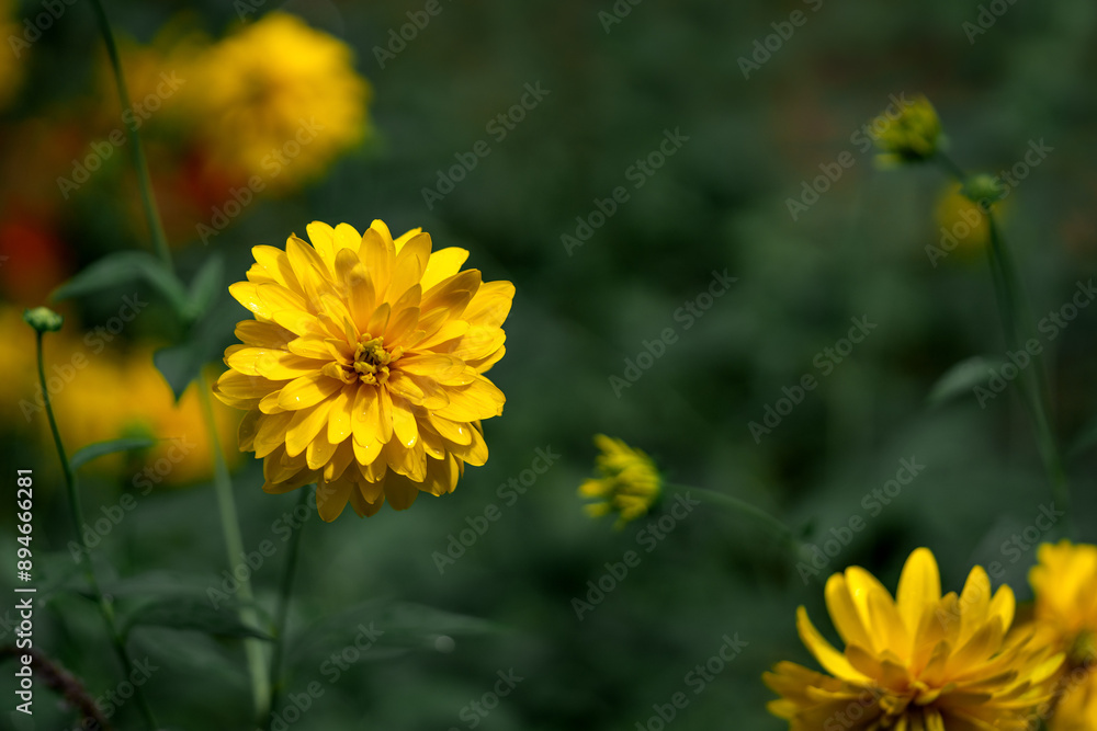 Blooming bud of Rudbeckia laciniata on the lawn in the park in closeup. A Goldquelle flower or a golden ball on a background of green grass