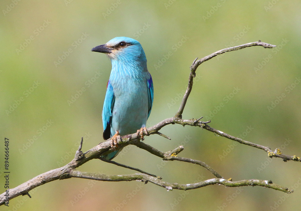 Eurasian Roller