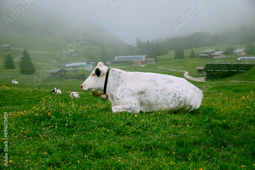 Domestic beef cattle, free range cow in a green meadow in the Italian, Bavarian, Swiss Alps on a fog rain day. Grass Fed Meat, pasture raised meat. Organic Natural meat beef concept, alpine farming