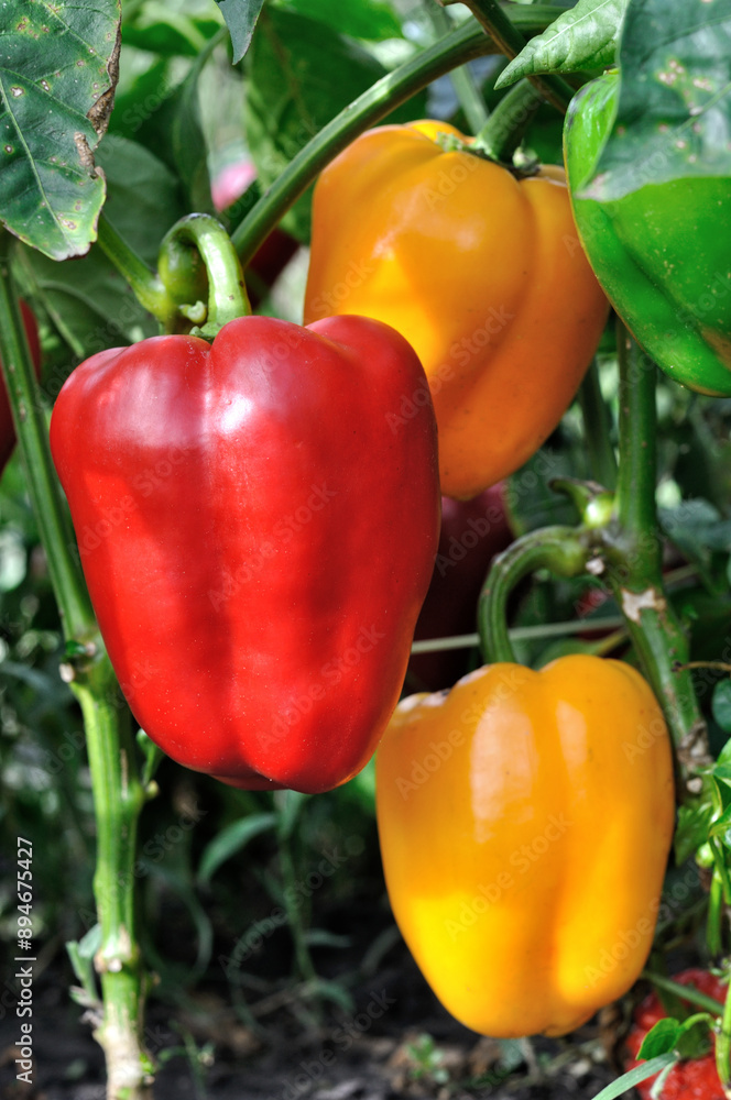 close-up of ripening peppers in the vegetable garden at the organic pepper plantation, vertical composition
close-up of ripening peppers in the vegetable garden at the organic pepper plantation, vertical composition