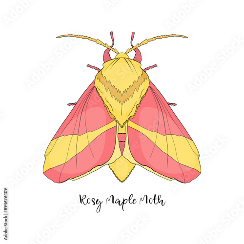 Rosy Maple Moth. A cute illustration of a moth.  Hand drawing. Vector