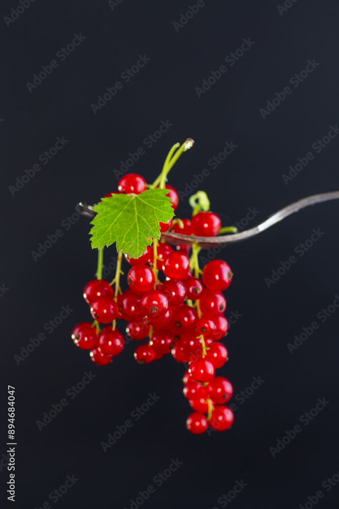 twigs of ripe red currants, isolated on a black background twigs of ripe red currants, isolated on a black background