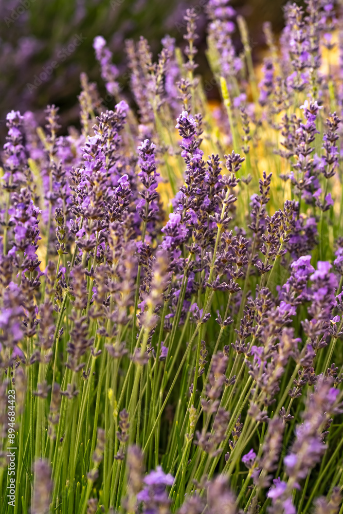 Naklejka premium Lavender blossom close up. Nature purple background 