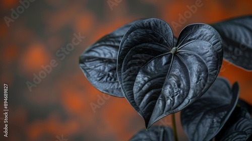 Detailed view of a rare Anthurium with its dark, velvety leaves