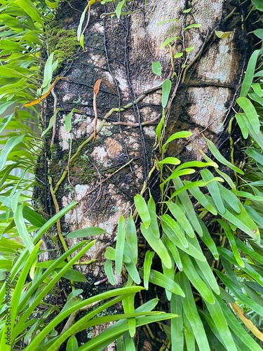 A tree climbs up a big tree