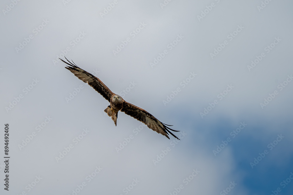 Red Kite in Flight Hunting Looking for Prey Red Kite in Flight Hunting Looking for Prey