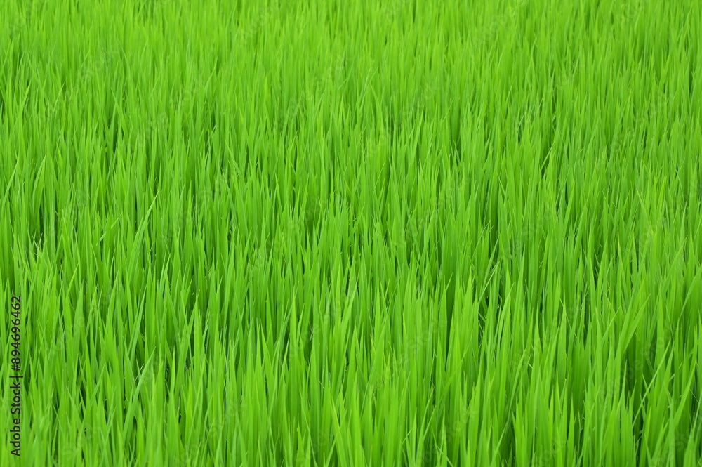 夏の稲 夏の稲