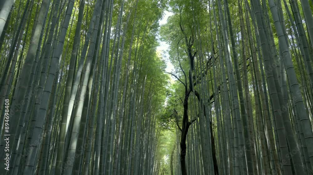 Walking through the famous Arashiyama Bamboo Grove in Kyoto, Japan, POV shot.
Walking through the famous Arashiyama Bamboo Grove in Kyoto, Japan, POV shot.