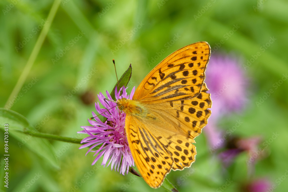 Pallas' fritillary butterfly feeding on a thistle flower. Pallas' fritillary butterfly feeding on a thistle flower.