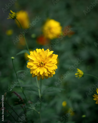 Obraz na płótnie Blooming bud of Rudbeckia laciniata on the lawn in the park in close-up. A Goldquelle flower or a golden ball on a background of green grass w salonie