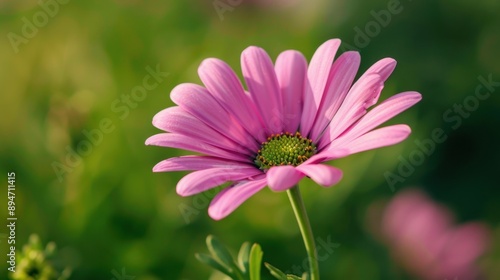 Delicate Pink Flower in Focus