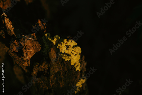Foto Fungus