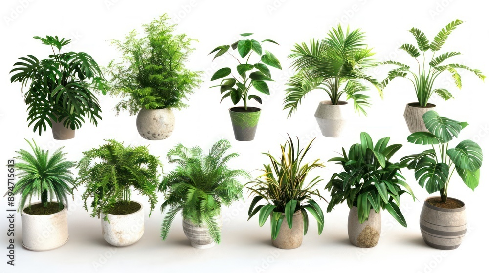 Collection of potted plants Collection of potted plants