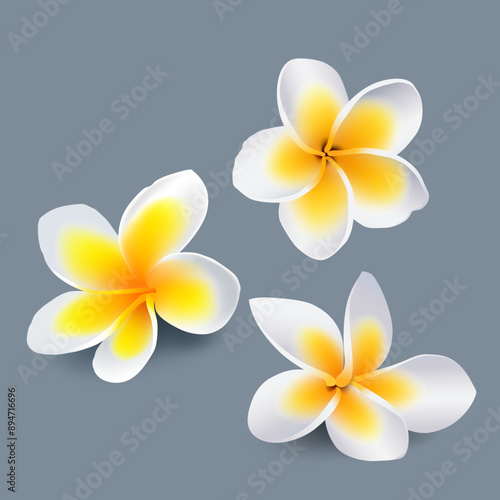 vector illustration of blooming white frangipani flowers. tropical beach flowers. frangipani flower elements for product design of fresh drinks, spa, beauty and summer holidays. vector files