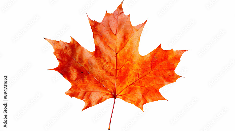 Vibrant Orange Maple Leaf on White Background Vibrant Orange Maple Leaf on White Background