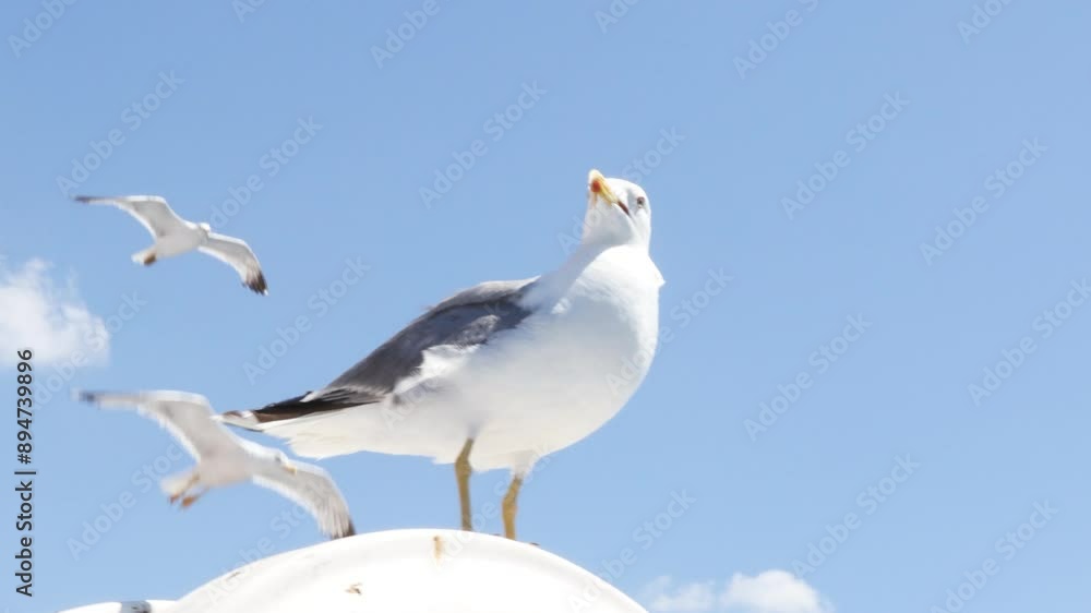 Seagull Standing On A Ferry With A Clear Blue Sky In The Background, Accompanied By A Couple Of Other Seagulls Flying Nearby Seagull Standing On A Ferry With A Clear Blue Sky In The Background, Accompanied By A Couple Of Other Seagulls Flying Nearby