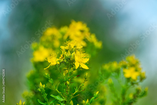 Common St.-John's wort (Hypericum perforatum) or Hypericum lydium in secondaries steppe. Kerch Peninsula, Crimea. Folk medicine plant