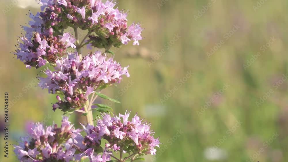 beautiful wild medical and spices herb marjoram oregano blossoming at field. macro footage