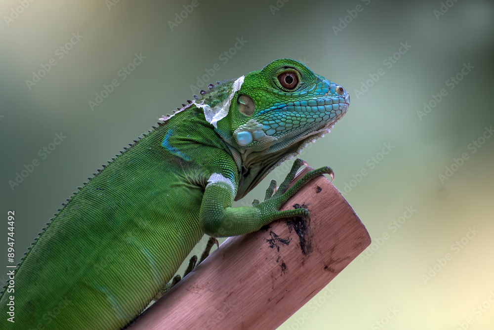 Fototapeta premium Baby iguana on a tree branch