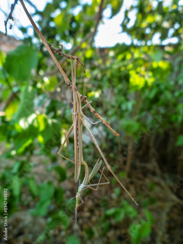 Predatory bush cricket (Saga pedo, small male) copulating in opposition to scientific opinion about parthenogenetic reproduction (only females exist and they breed by themselves) photo