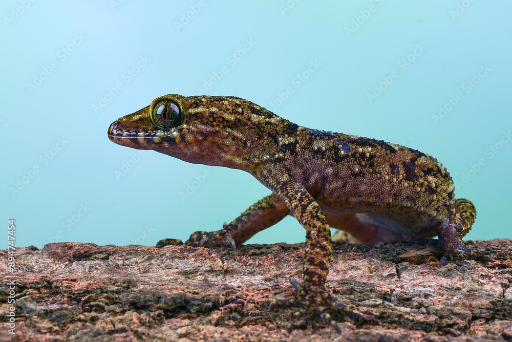 Fototapeta premium Muria gecko on a rock