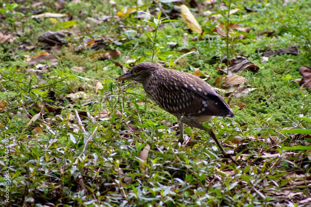 Obraz premium red winged blackbird