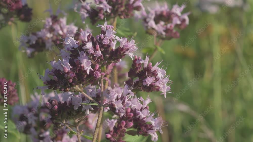 beautiful wild medical and spices herb marjoram oregano blossoming at field. macro footage beautiful wild medical and spices herb marjoram oregano blossoming at field. macro footage